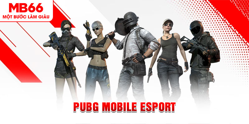 momo gam gà chọi c1 mới nhất