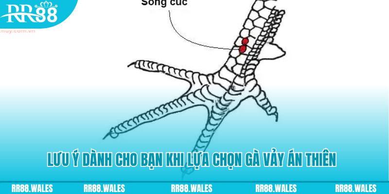 momo gam how to play roulette at casino