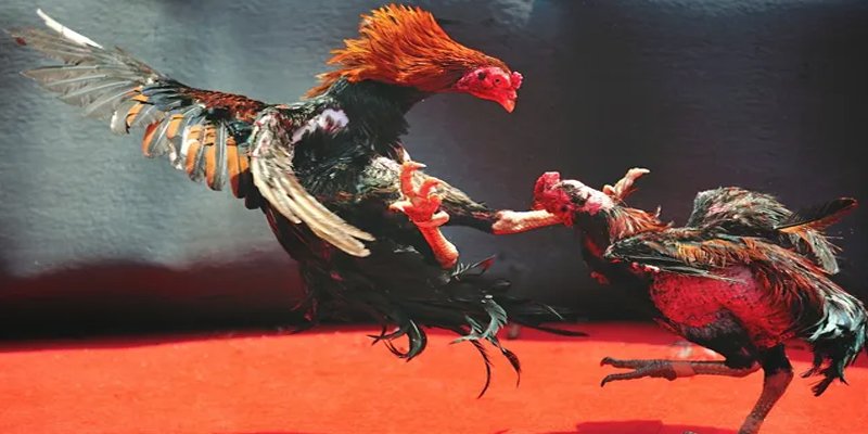 momo gam đăng nhập nổ hũ số 1