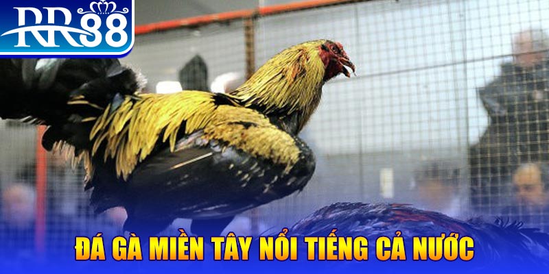 momo gam đăng nhập liêng miễn phí