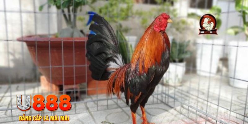 momo gam nổ hũ chơi như thế nào