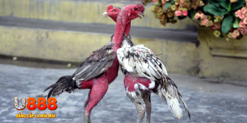 momo gam bàn cầu điểm số tay trước trong baccarat là gì