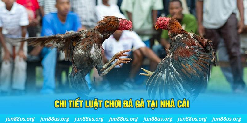 momo gam đá gà campuchia