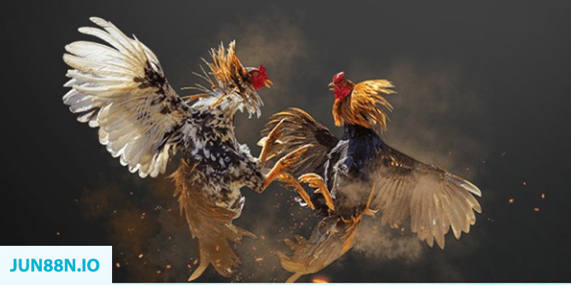 momo gam đăng nhập sòng bạc miễn phí