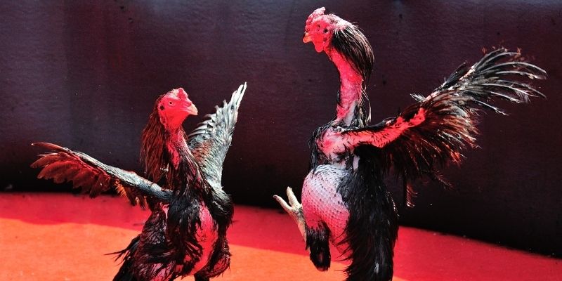 momo gam Spribe Điện Tử